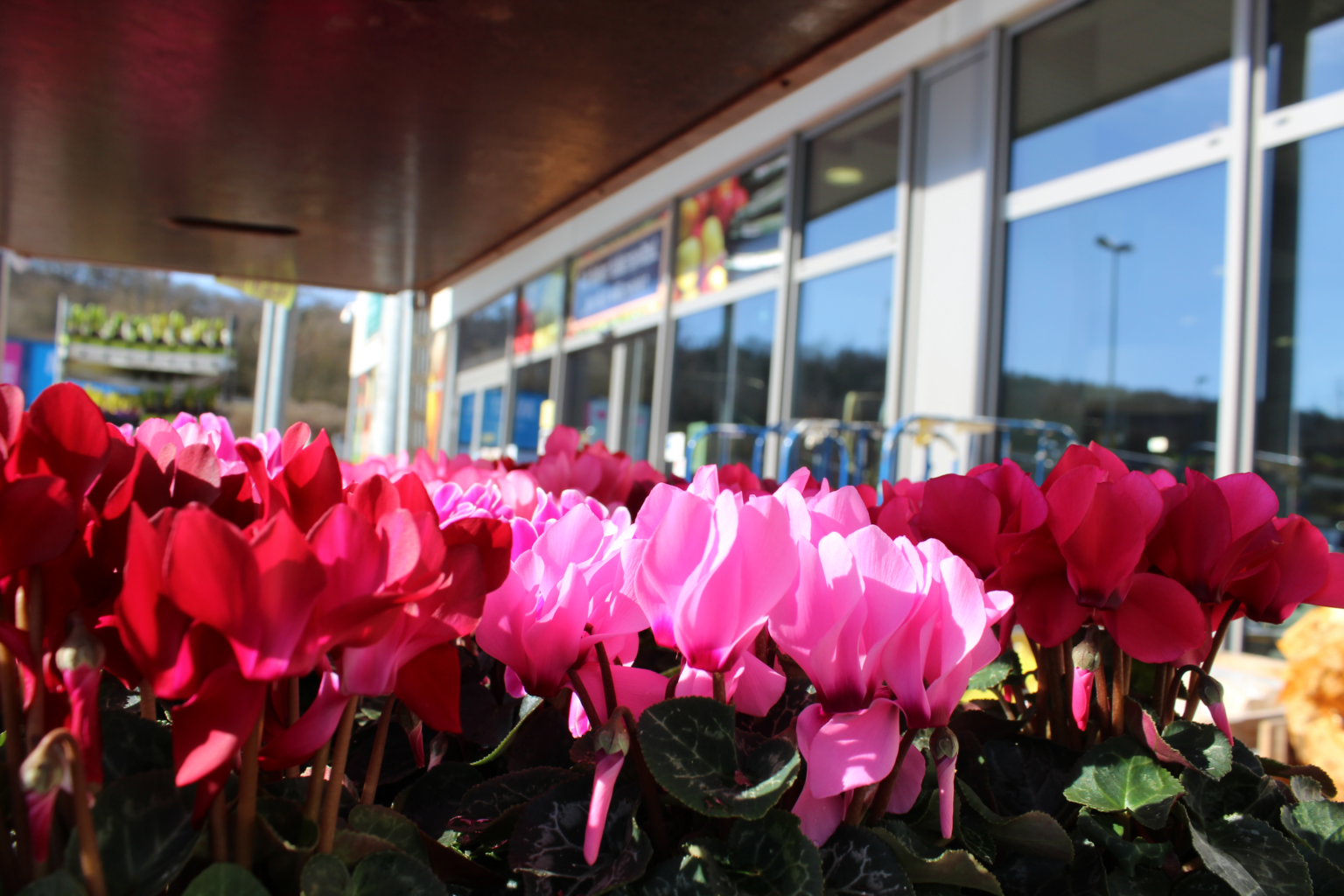 Holen Sie sich den Frühling nach Hause - EDEKA Georg