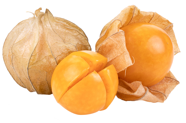 Physalis