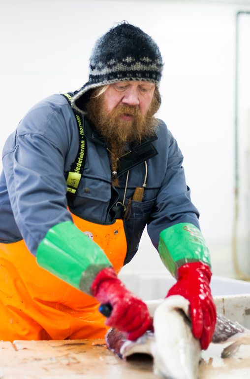 Fischer verarbeitet den Skrei direkt auf dem Fischkutter