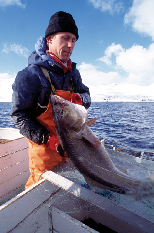 Fischer zieht Skrei aus dem Meer