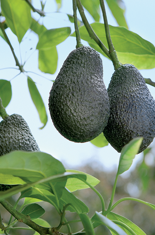 SanLucar Avocados auf dem Feld