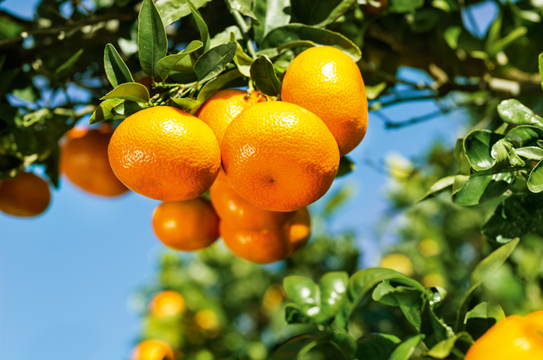 Orangen am Baum