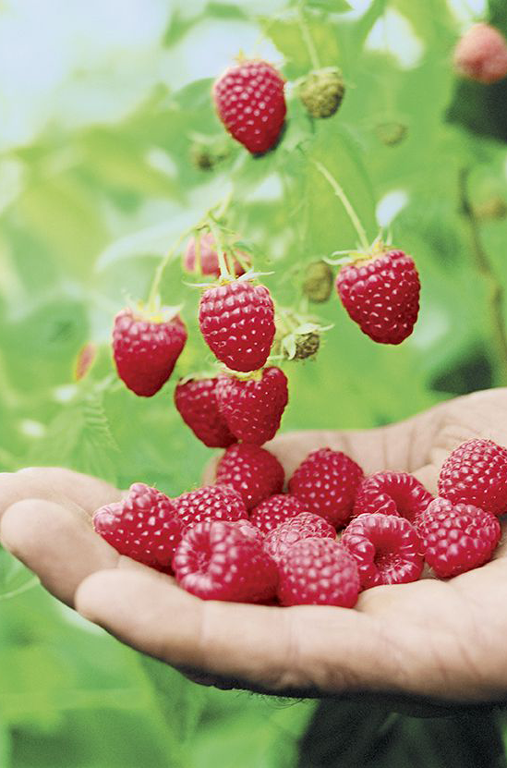 Himbeeren am Strauch