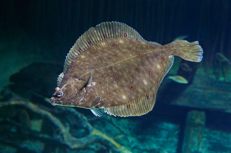 Eine Scholle schwimmt im Meer