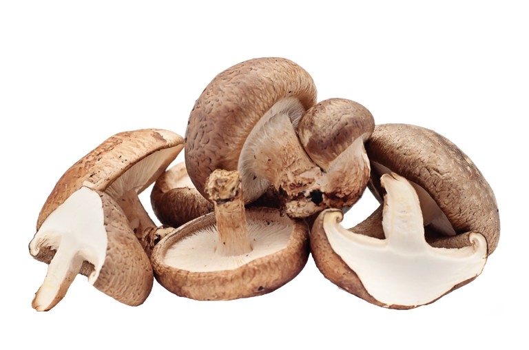 Shiitake