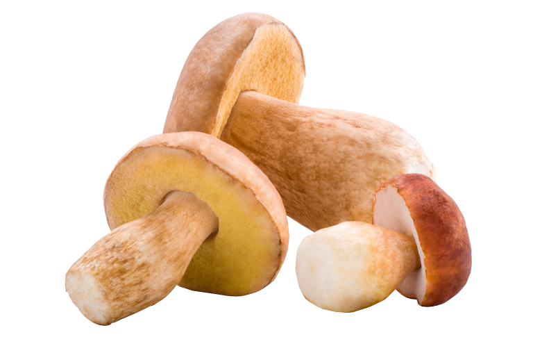 Steinpilze